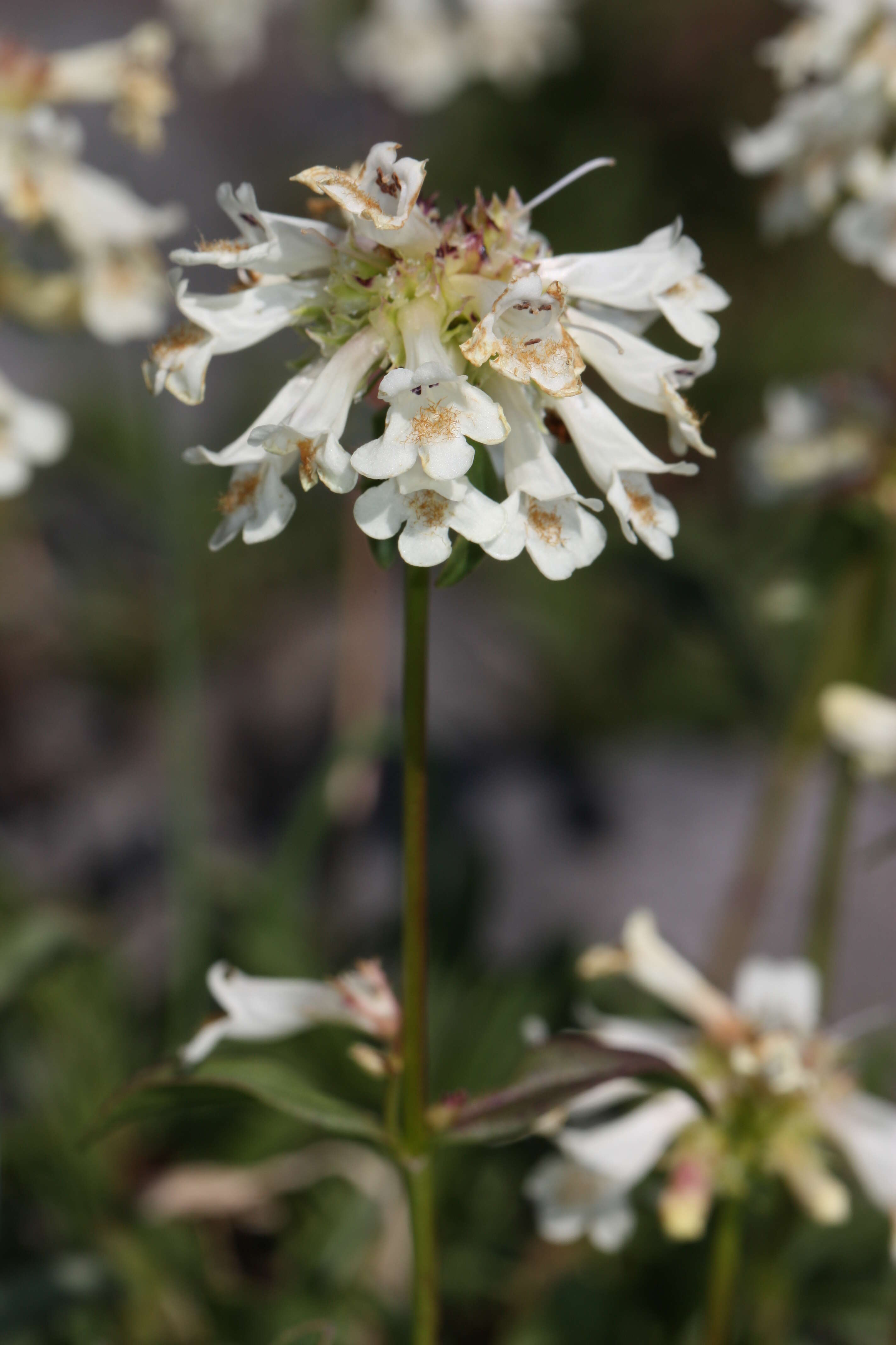 Image of littleflower penstemon