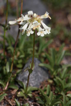 Image of littleflower penstemon