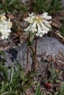 Image of littleflower penstemon