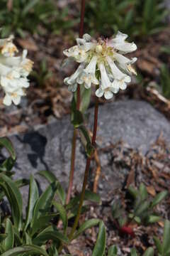 Sivun Penstemon procerus Dougl. ex Graham kuva