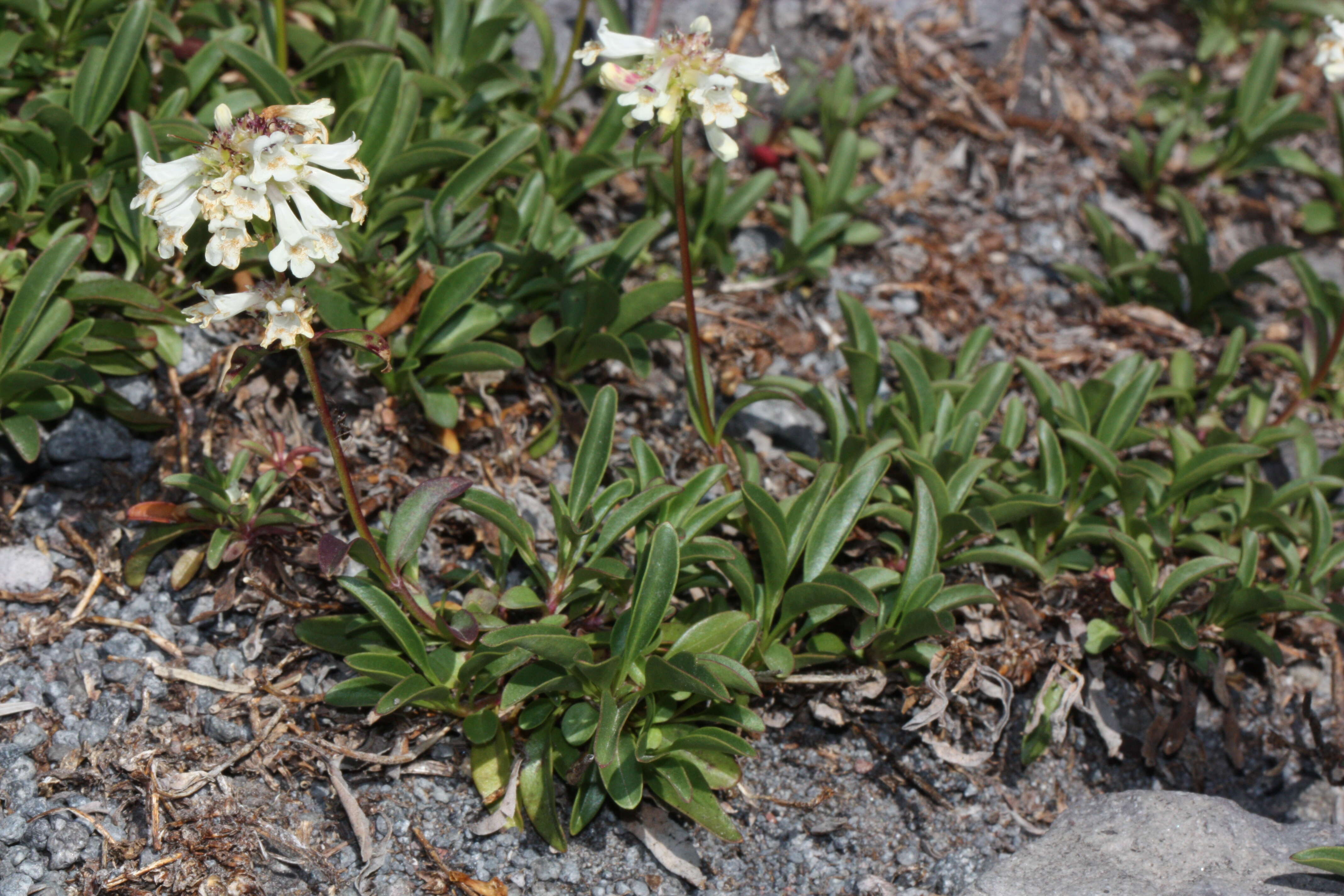 Image of littleflower penstemon