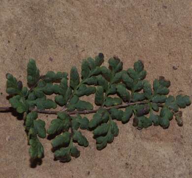 Plancia ëd Oeosporangium pteridioides subsp. acrosticum (Balb.) Fraser-Jenk. & Pariyar