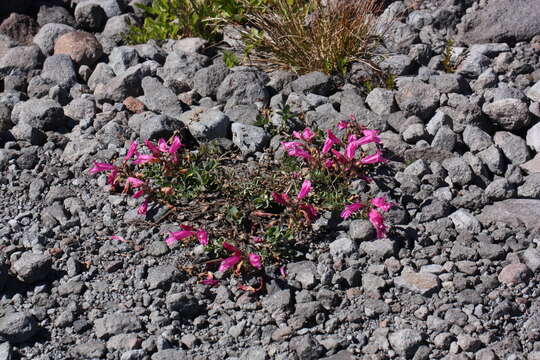 Image of cliff beardtongue