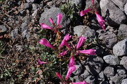 Image of cliff beardtongue