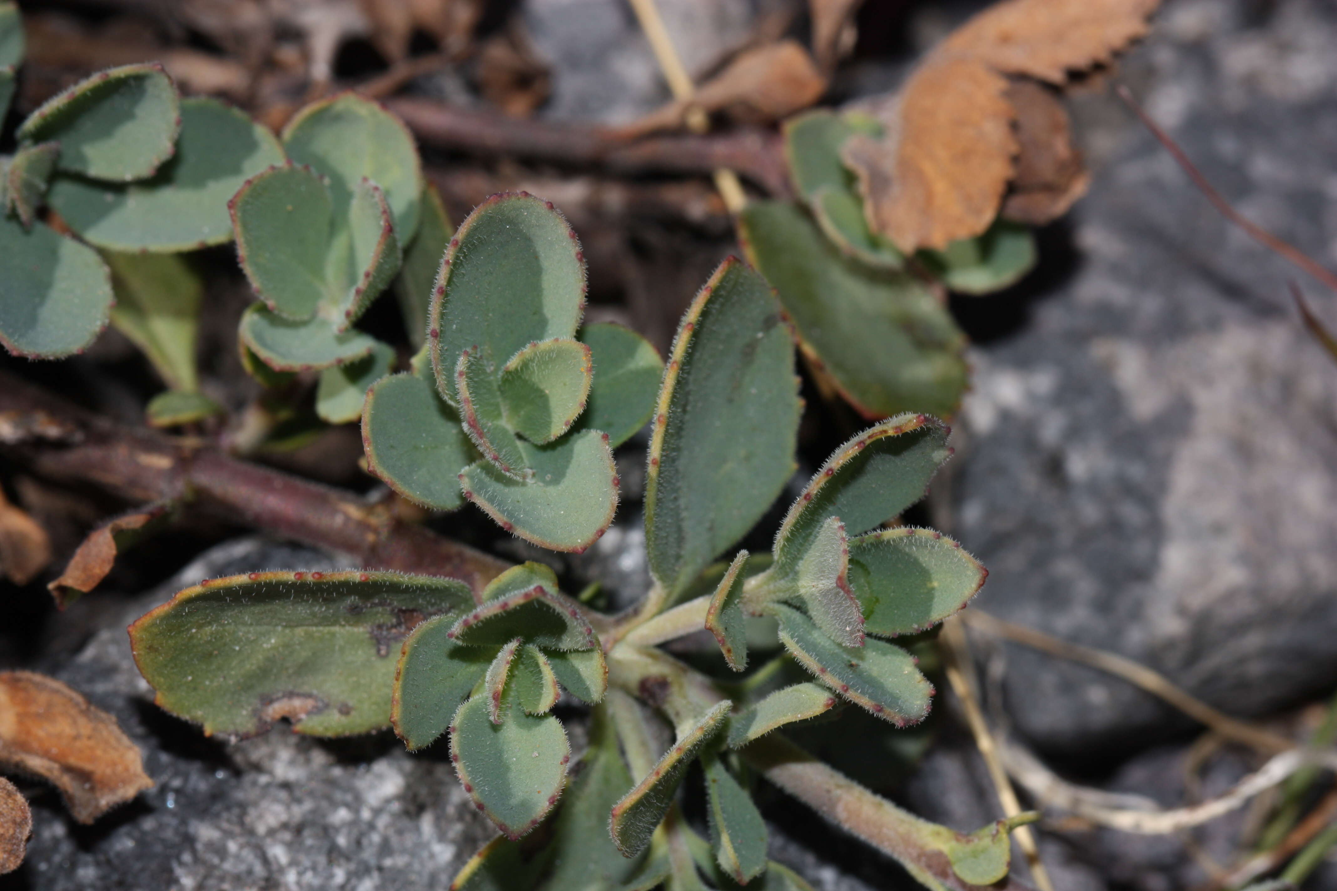 Image of cliff beardtongue