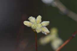 Image of Havard's buckwheat