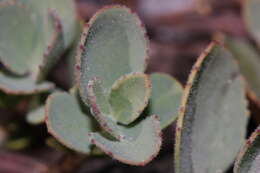 Image of cliff beardtongue