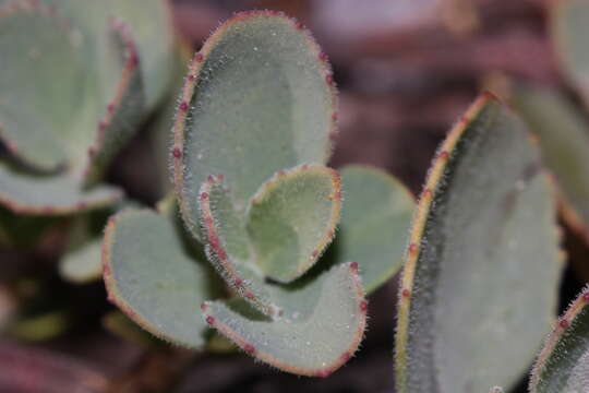 Image of cliff beardtongue