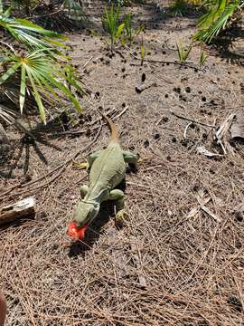 صورة Cyclura carinata Harlan 1824