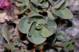 Image of cliff beardtongue