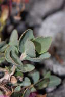 Image of cliff beardtongue