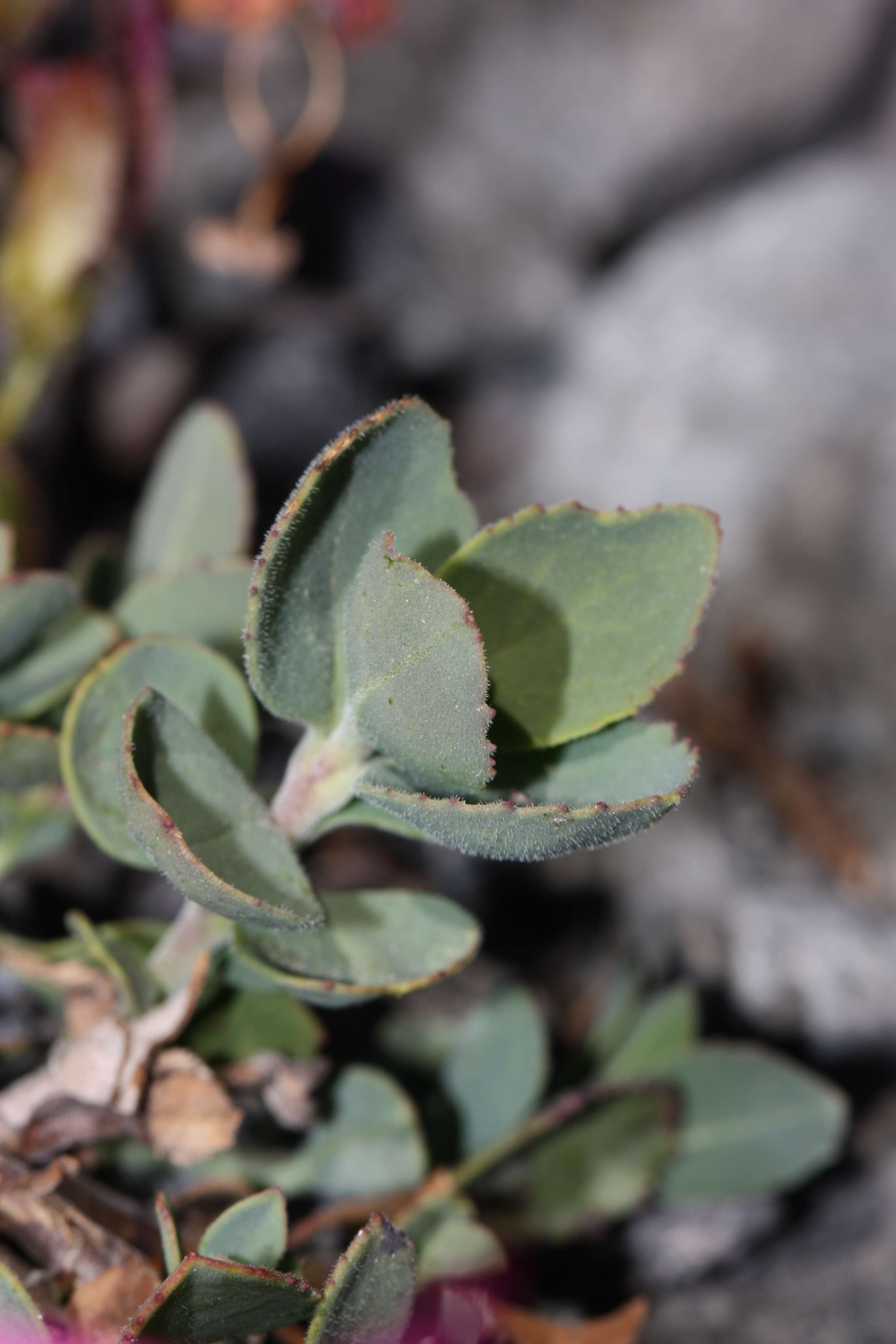 Image of cliff beardtongue