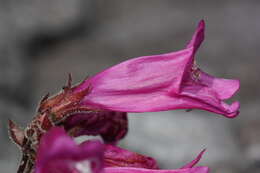 Image of cliff beardtongue