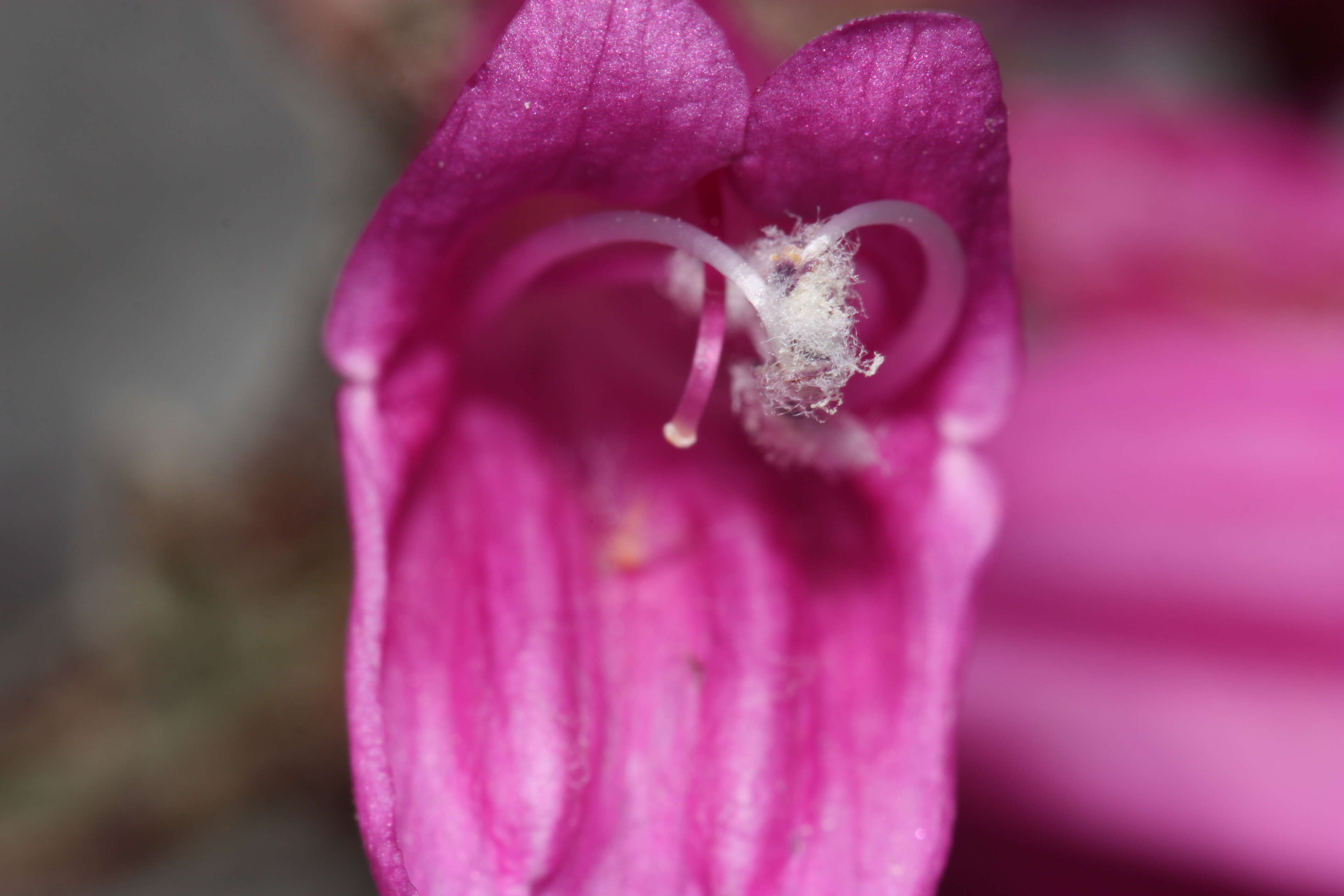 Image of cliff beardtongue