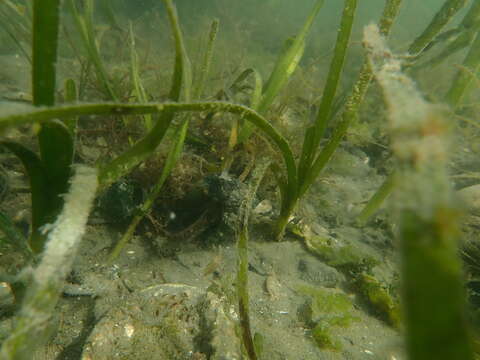 Image of Great sculpin