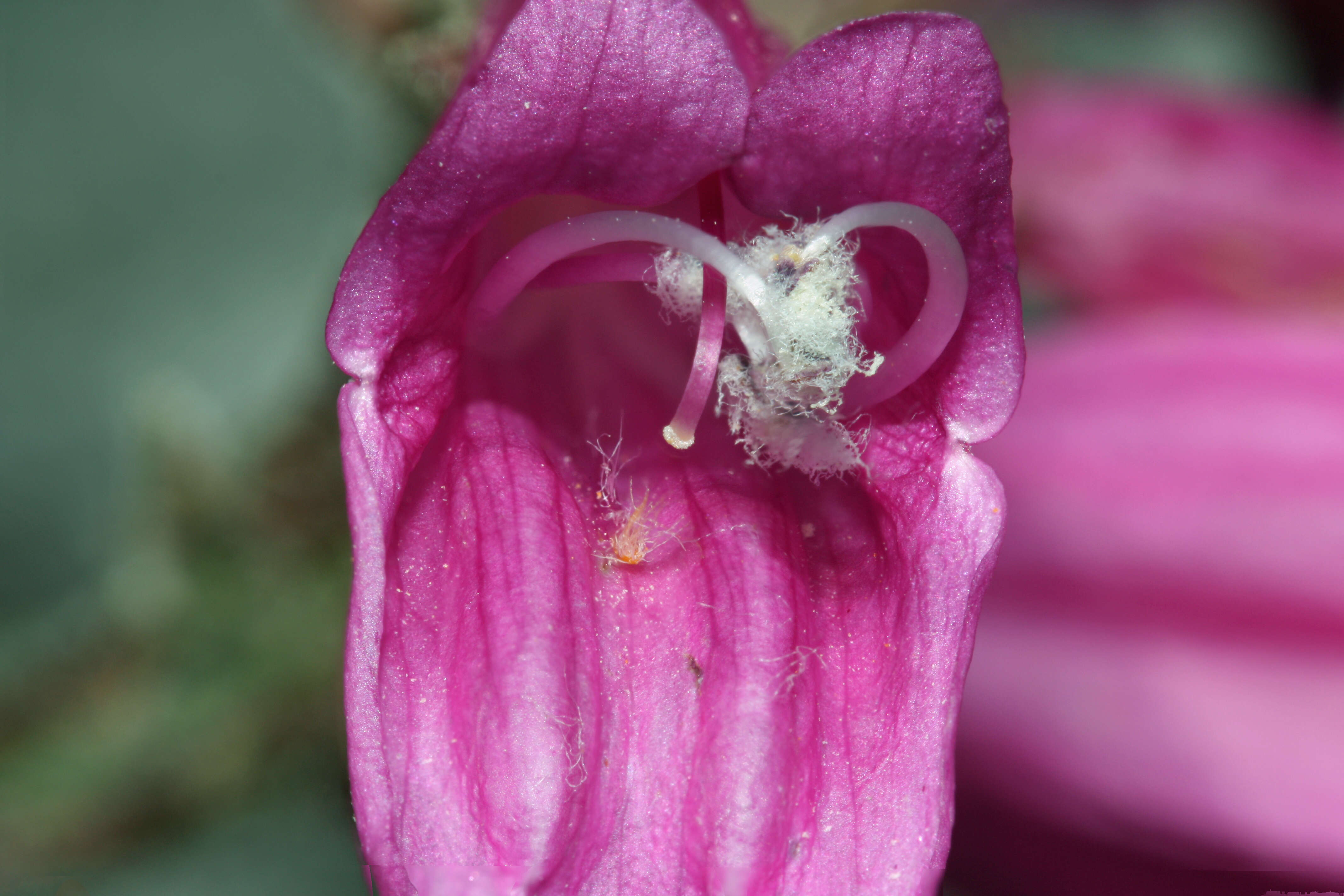 Image of cliff beardtongue