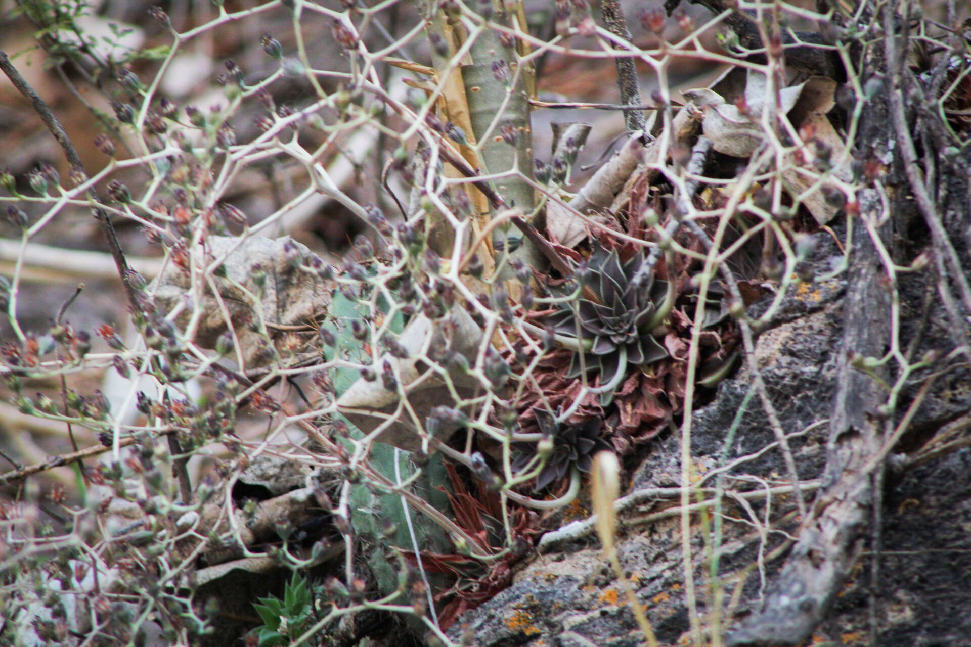 Image of San Francisco River leatherpetal