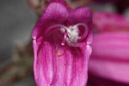 Image of cliff beardtongue