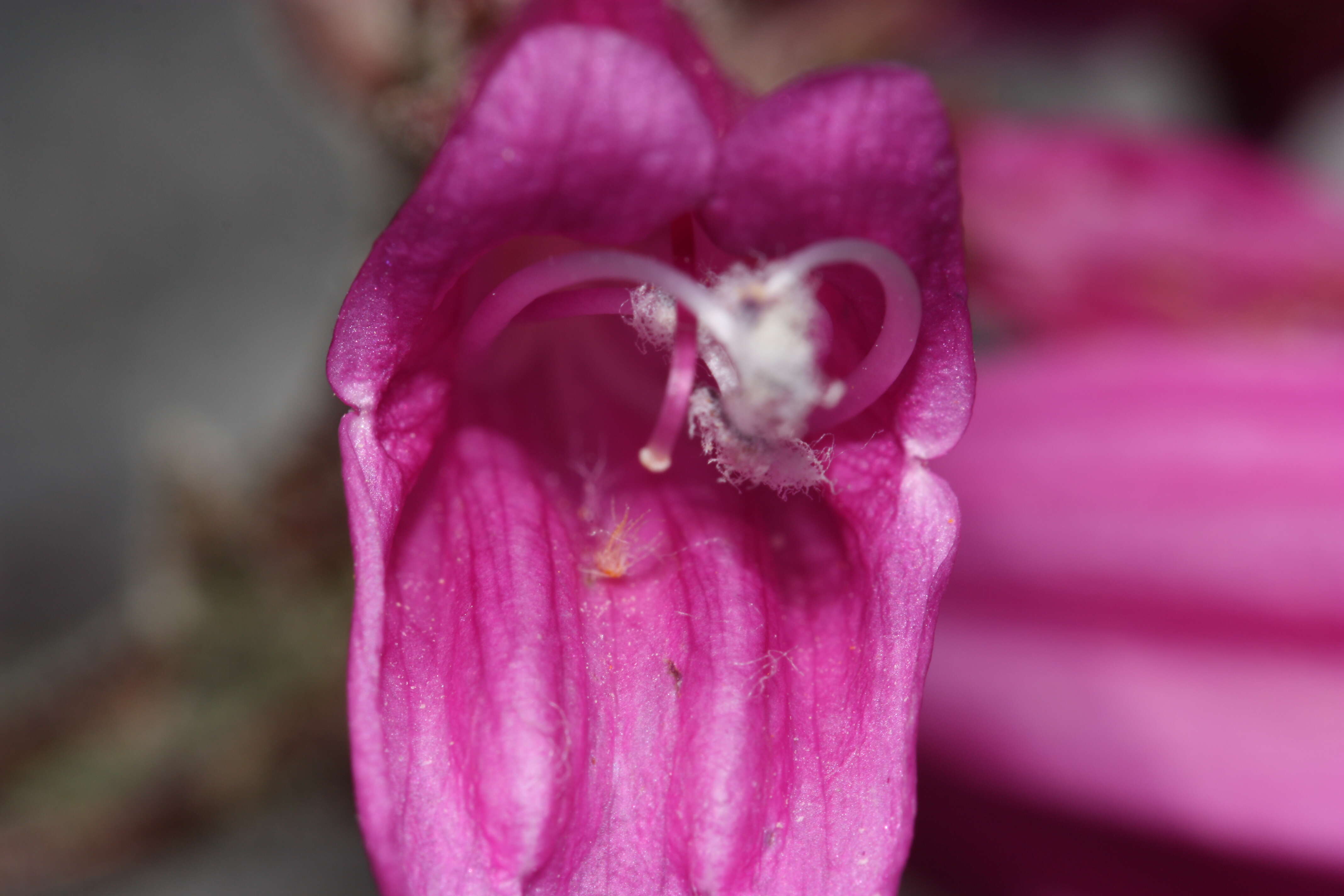 Image of cliff beardtongue