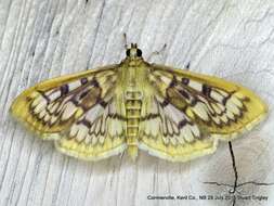 Image of Zigzag Herpetogramma