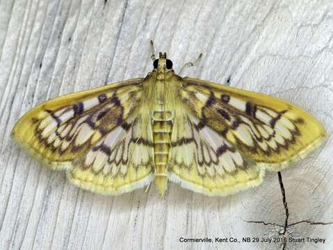 Image de Herpetogramma thestealis Walker 1859