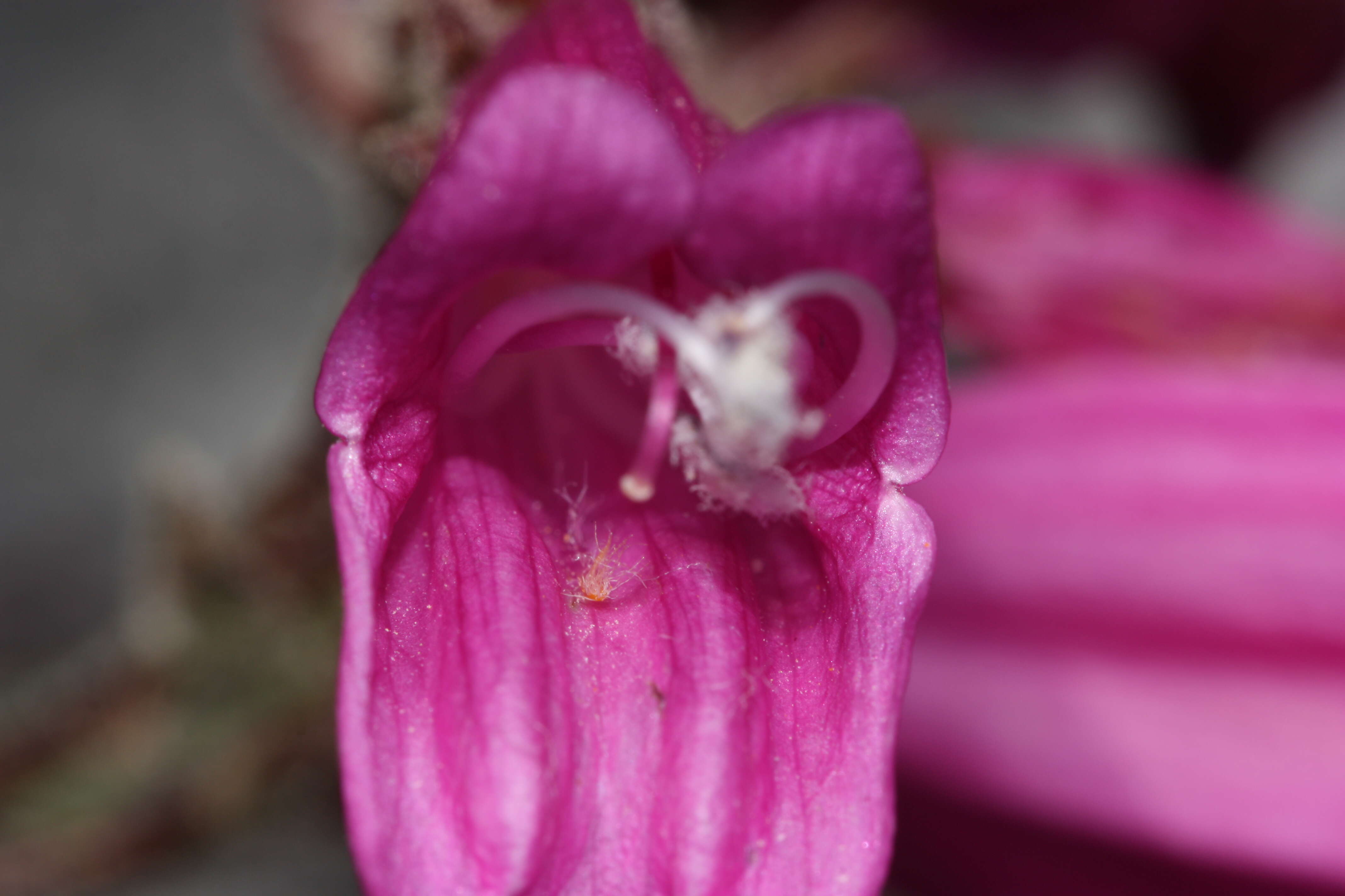 Image of cliff beardtongue