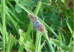 Image of brown argus