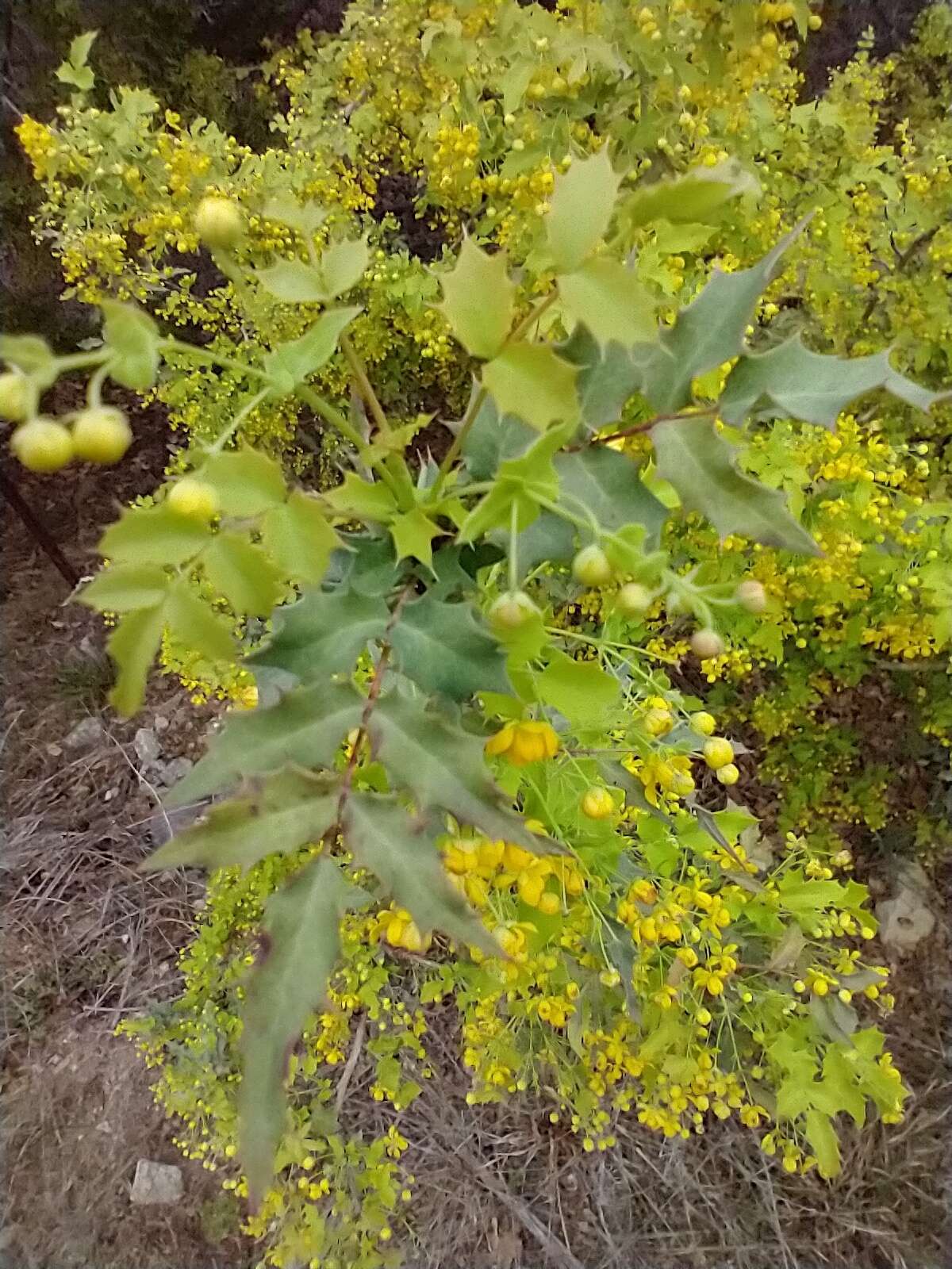 Image of Texas barberry