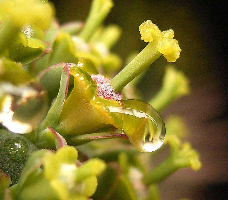 Слика од Euphorbia mammillaris L.