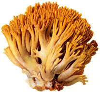 Image of Ramaria aurea (Schaeff.) Quél. 1888