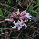 Image of Mexican swallow-wort