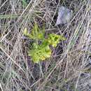 Image of Alaska moonwort