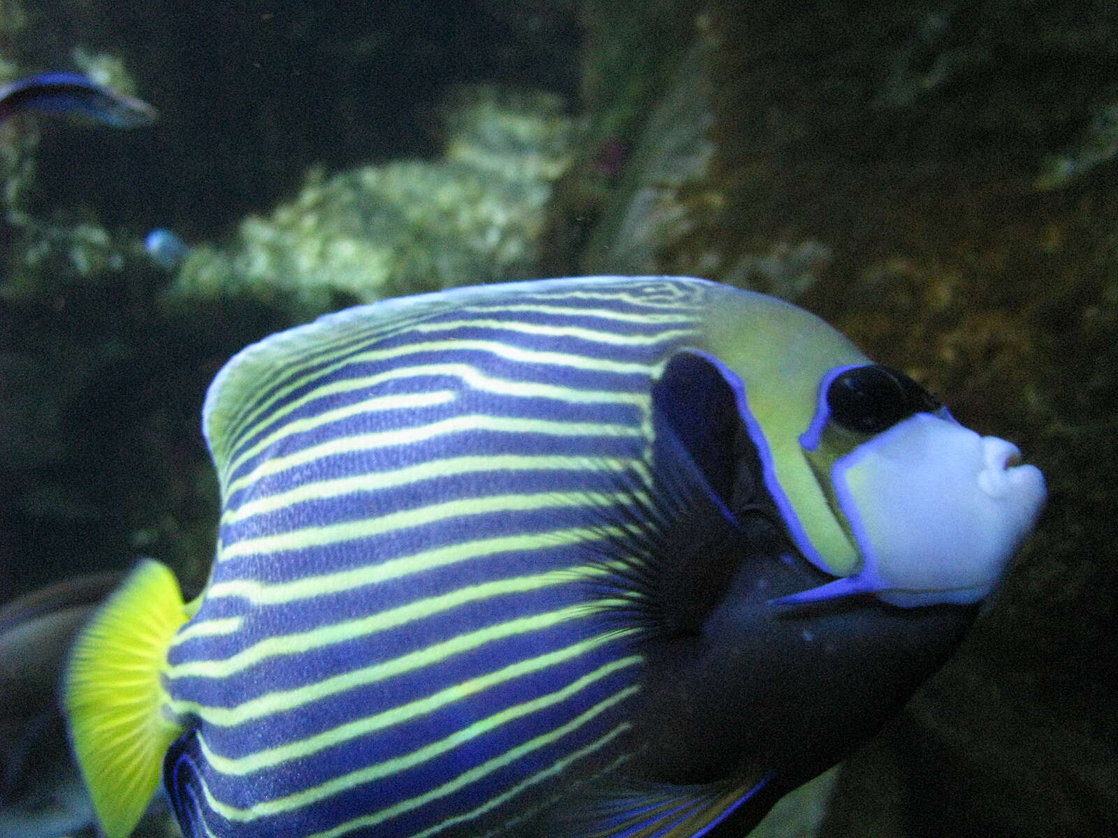 Image of Angelfish