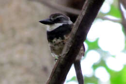 Image of Sooty-capped Puffbird