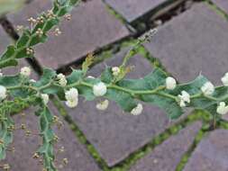 Acacia alata R. Br.的圖片