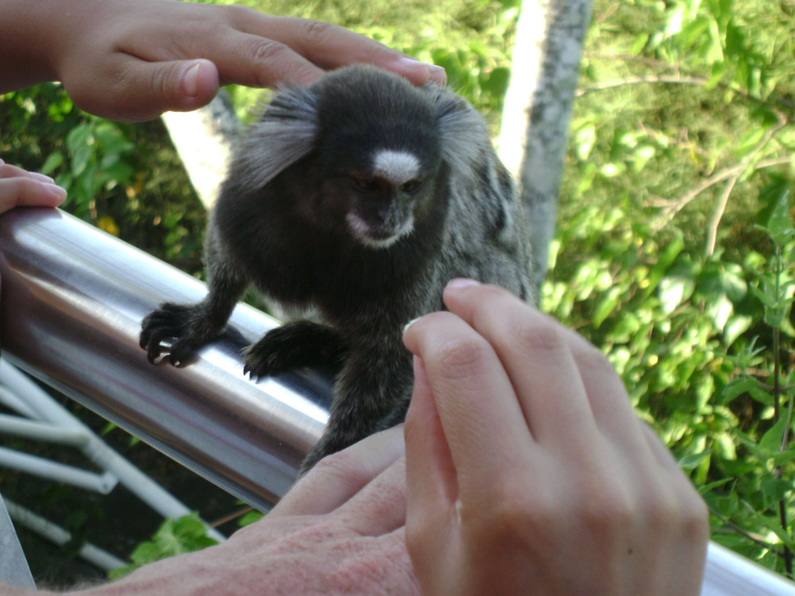 Image of Common Marmoset