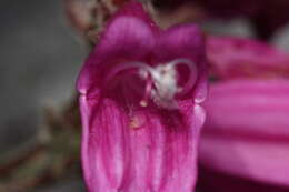 Image of cliff beardtongue