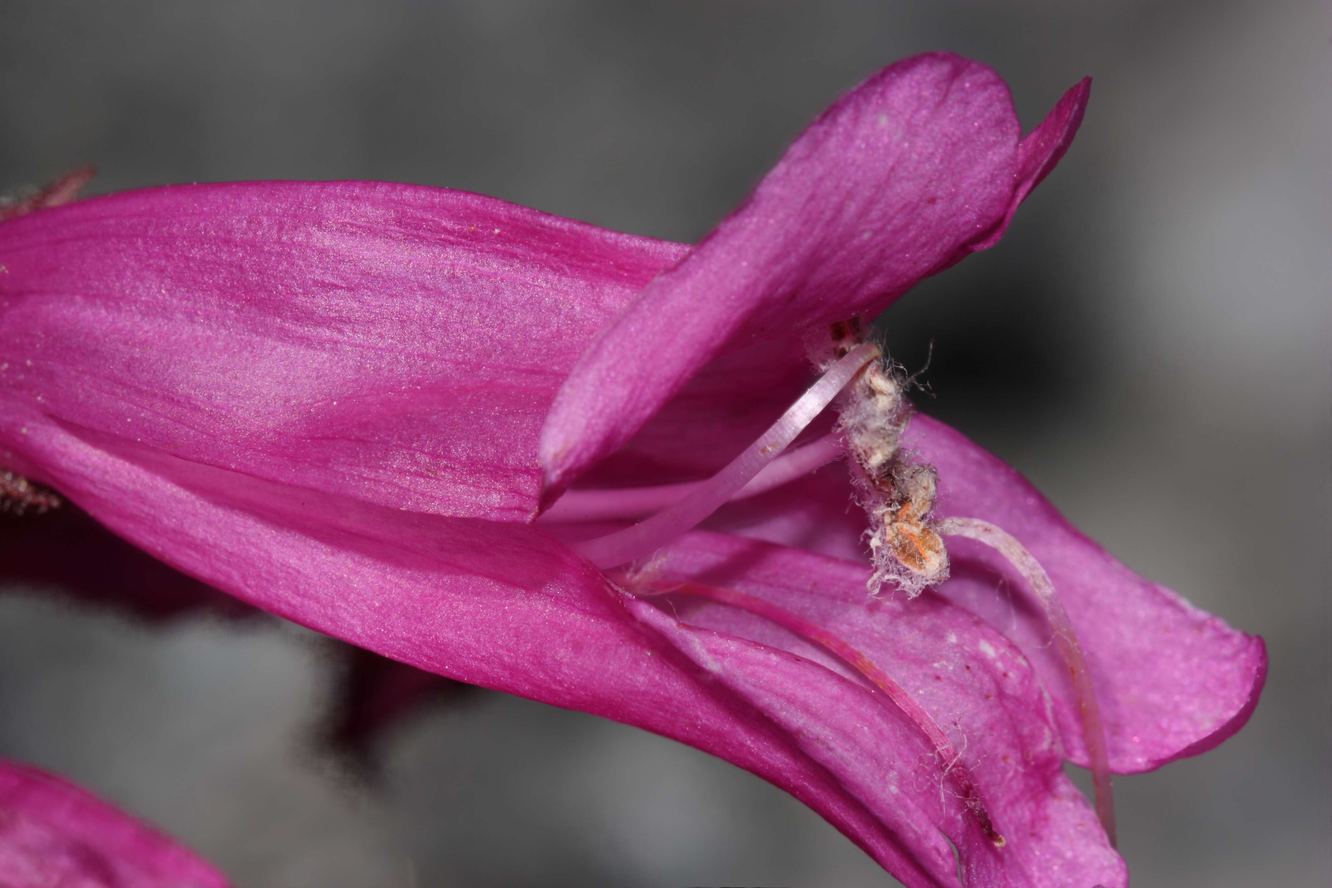 Image of cliff beardtongue