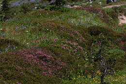 Image of pink mountainheath