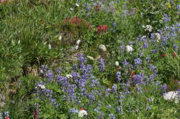 Image of broadleaf lupine