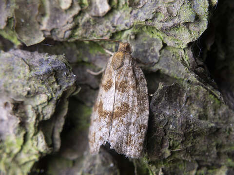 Image of European fir budworm