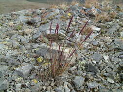 Elymus sajanensis (Nevski) Tzvelev的圖片