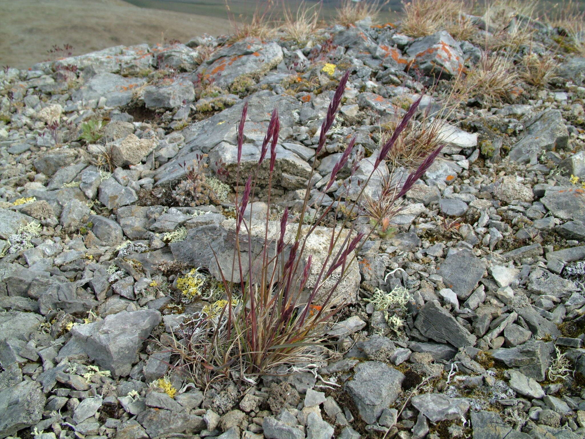 Elymus sajanensis (Nevski) Tzvelev的圖片