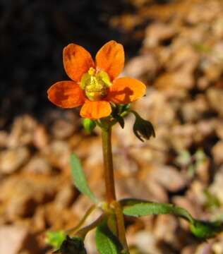 Image de Diascia nodosa K. E. Steiner