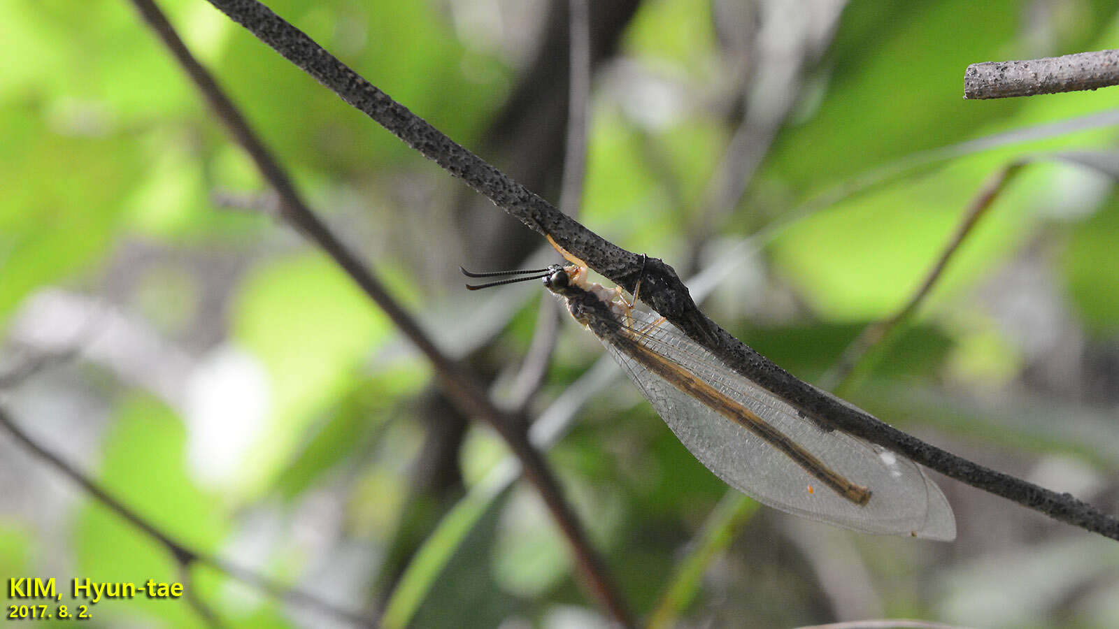 Image de Hagenomyia micans (McLachlan 1875)