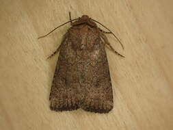 Image of Northern Scurfy Quaker Moth