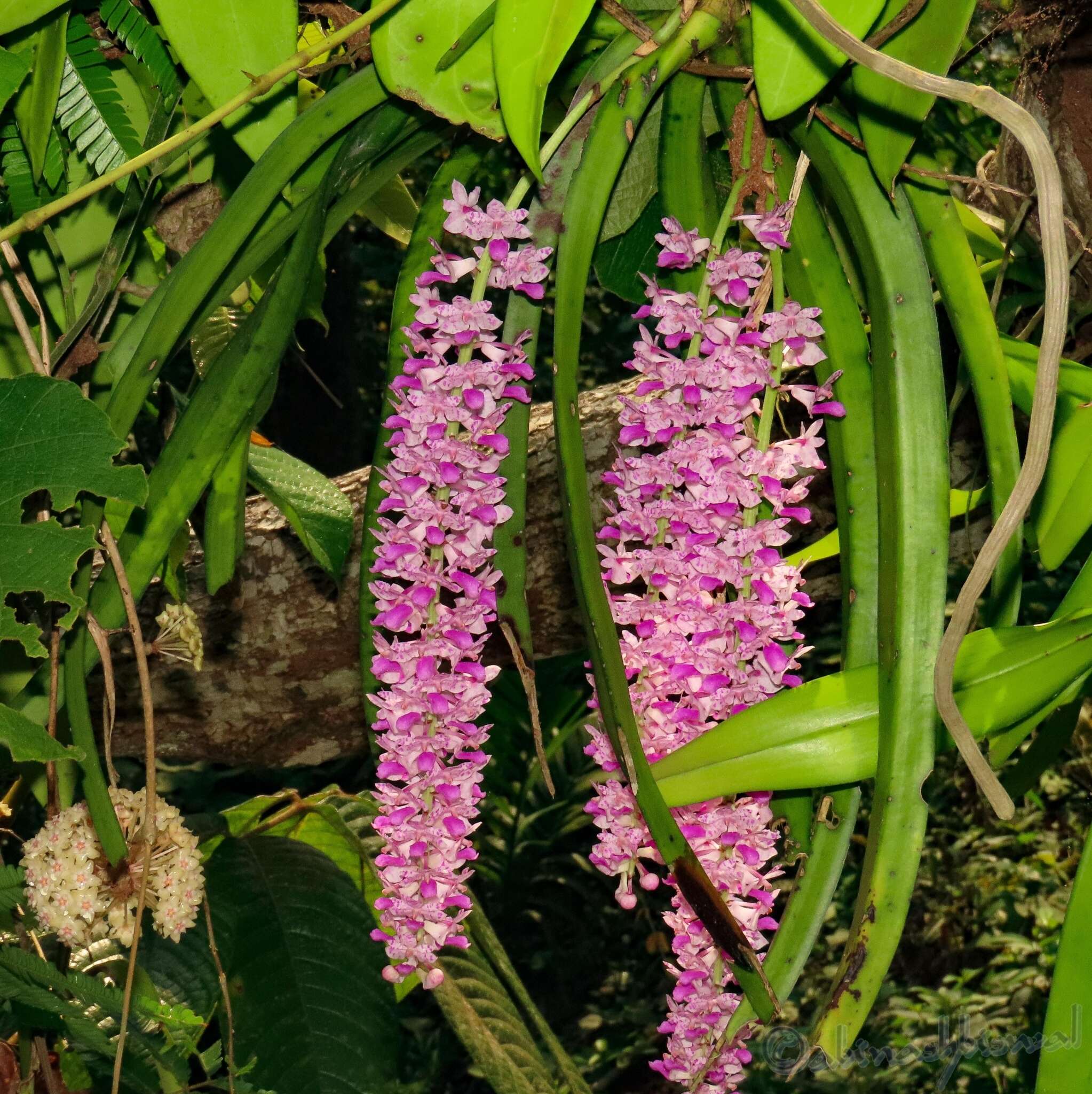 Image of Foxtail orchid