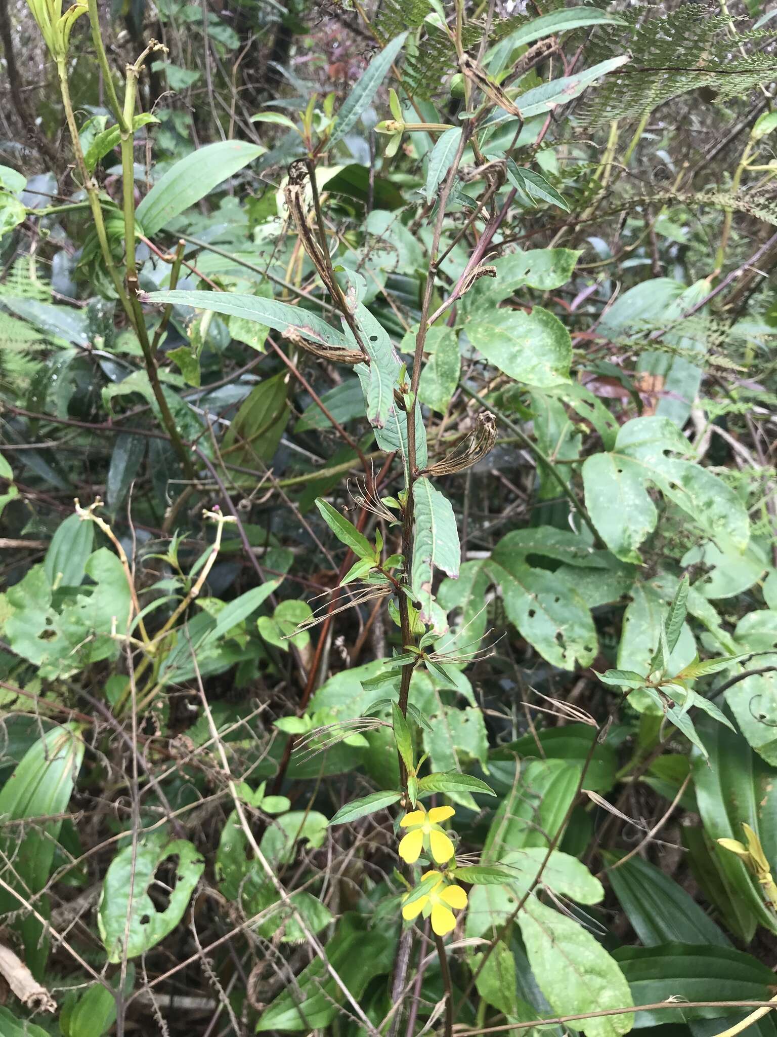 صورة Ludwigia erecta (L.) Hara