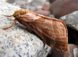 Image of Four-spotted Ghost Moth