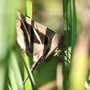 Grammodes bifasciata Petag 1787的圖片